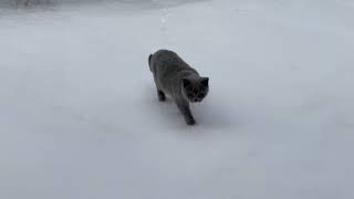 Kitten British shorthair REACTS to her first winter snow EVER  Sapphire  cute cat video