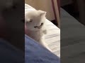 Cats cat catsrule funnypets cute funnycute viral cutecat trendingshorts kitty katzen yt