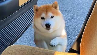 柴犬殿のご乗車
