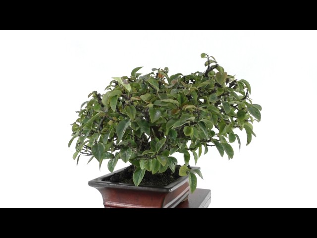 カリンの盆栽 [盆栽妙] - YouTube