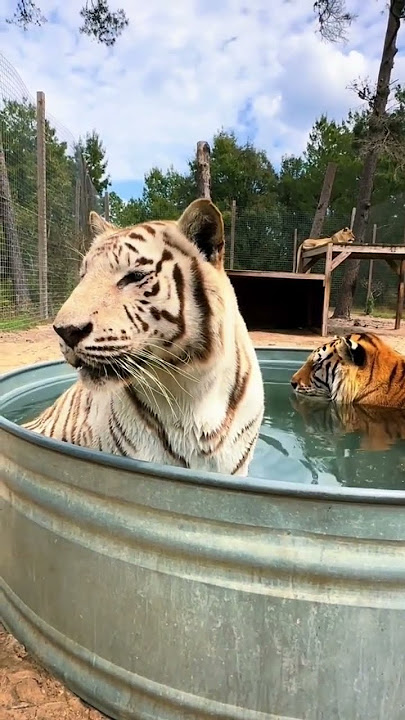 Tigers in Tub