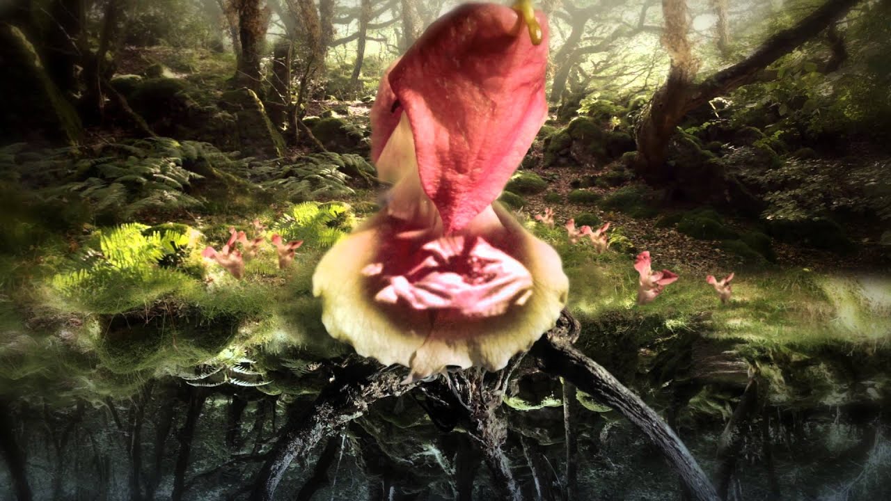 Nose Song -  Film by Sean Vicary, Music by Sam Lee & Llywelyn ap Myrddin