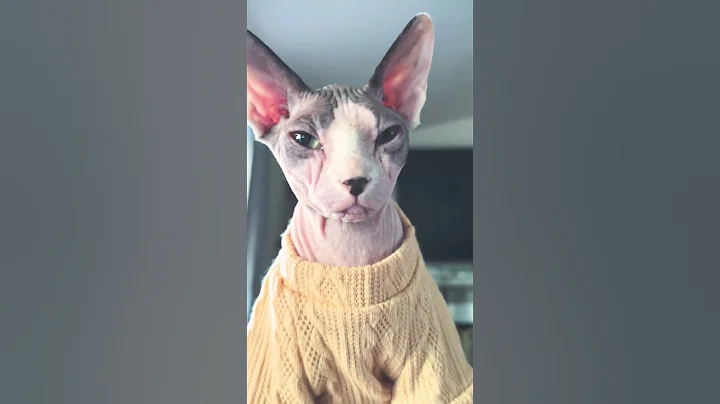 Video 11129581: sphynx kitten cute cat, cute cats furry