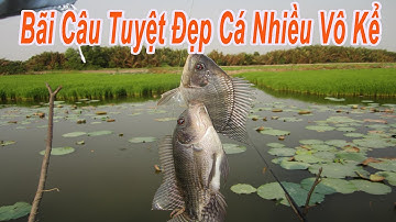 Câu Cá Rô Phi Thiên Nhiên , Điểm Câu Cá Lý Tưởng , Bãi Đẹp Cá To Mà Lại Nhiều