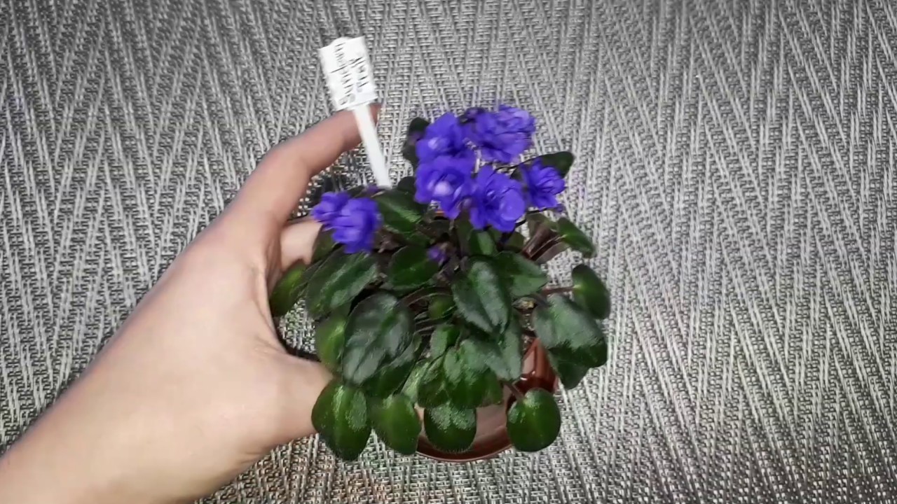 Обзор на фиалочку Sundown Trail.