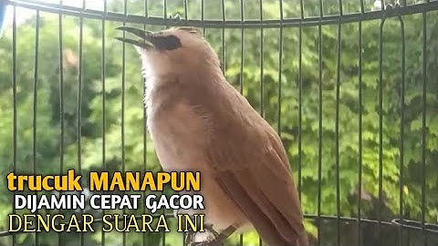 Trucuk BETINA memanggil Jantan Suara Birahi Ngecuplik 100% pancingan trucukan gacor agar BUNYI EMOSI