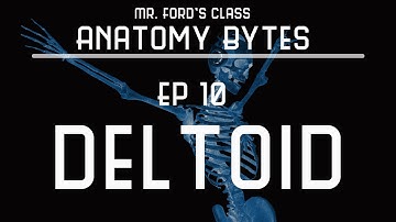 Deltoid Muscle : Ep 10 Anatomy Bytes