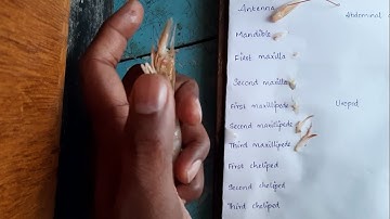 Mounting prawn appendages for BSc Zoology students