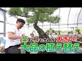 【作業動画】すべてが大きい!大品の植え替え作業をお見せします!