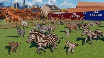 100 Giraffen VS 100 Zebra