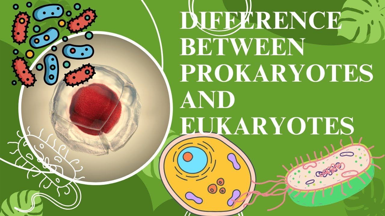 difference between prokaryotes and eukaryotes difference between prokaryotes and eukaryotes