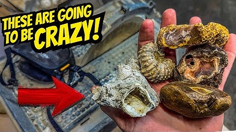 LIVE Agate Cutting!! Let’s Cut Some Beautiful Minerals & Fossils!