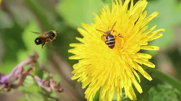 Der wilde Garten --- Ein Bilderbuch vom Frühling