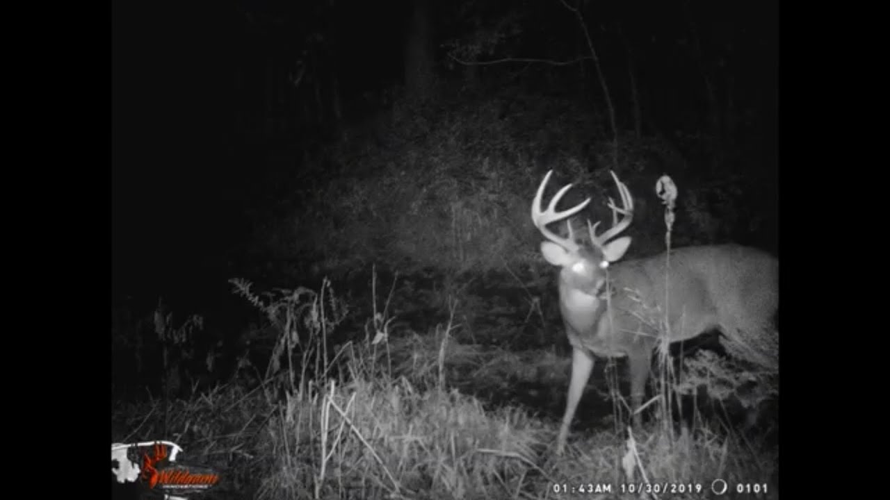 Trail Camera 2019 YouTube