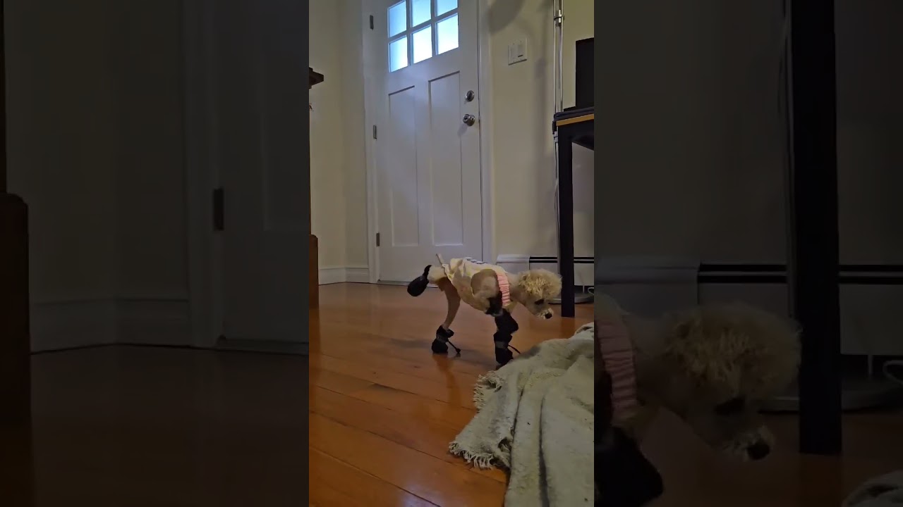 How my puppy walks with shoes on for the first time?