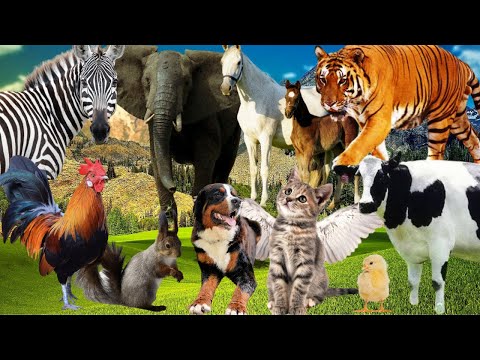 Farm animals - Wild animal sounds for Children