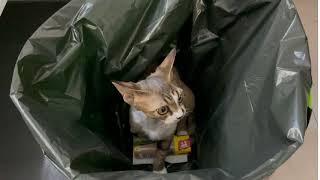 Raffael & Ragnar (Devon Rex) by Raffael Ragnar 30 views 3 years ago 6 seconds