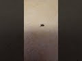 Прилипла #shorts #short #shortvideo #fun #fyp #freefire #прикол #рейв #движ