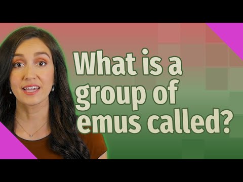 فيديو: ماذا تسمى مجموعة من emus؟