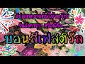 อัปเดตราคาต้นไม้ @ตลาดต้นไม้สวนจตุจักร EP.13 | 28 ก.ย. 2564