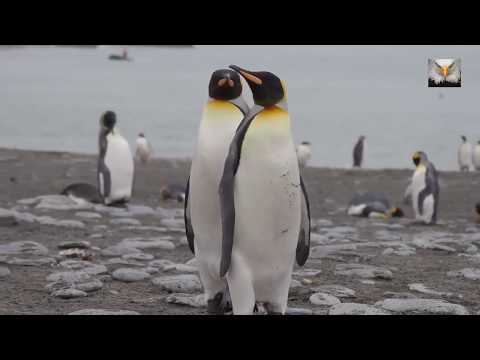 Emperor Penguin Mating - King Penguins Courting and Mating