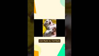 Lion Eyes vs. Cat Eyes 🦁 🐱