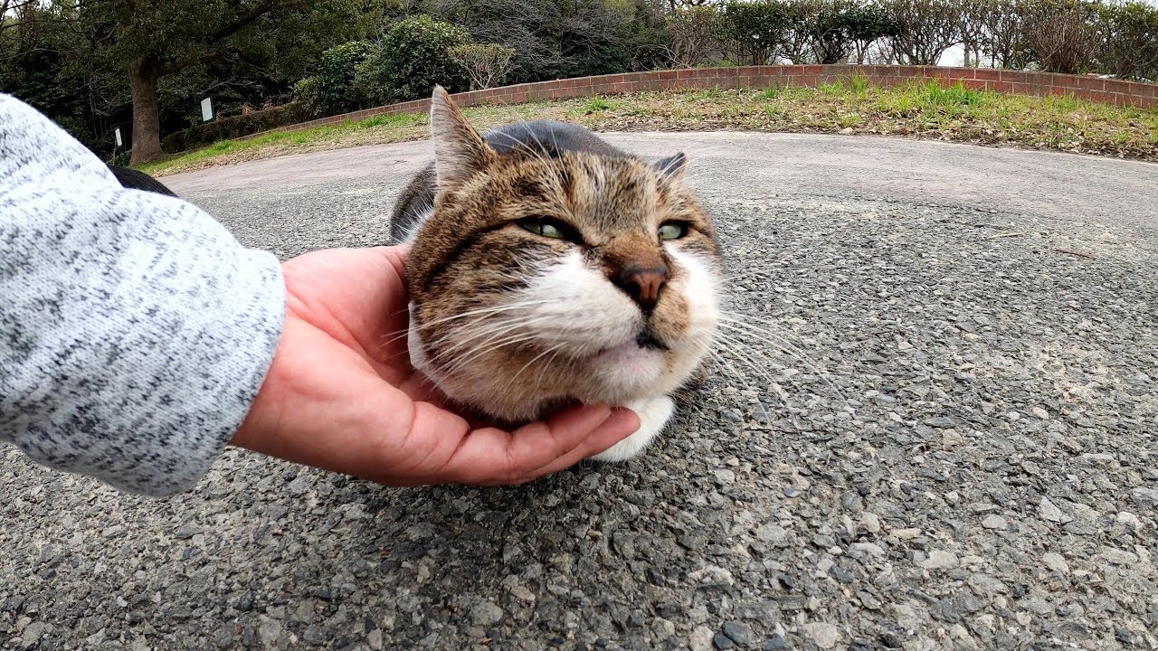 ボス猫だって撫でられたいニャ 肉球ドットコム 299 Com ボス猫だって撫でられたいニャ 肉球ドットコム 299 Com