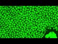 JID July 2025 Cover: Skin-associated cartilage featuring green-fluorescent lipid vacuoles