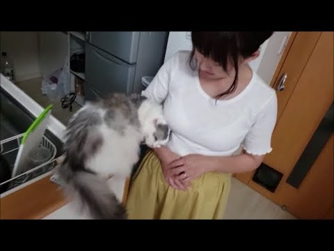 ママのワキの下に顔を突っ込む白モフ猫 　～茶猫のシャー～ - YouTube kokesukepapa