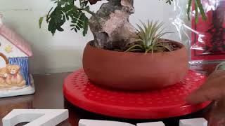  #TamarindBonsai   Literati Style [ Bunjin ]   Root Over Rock Style EP.2