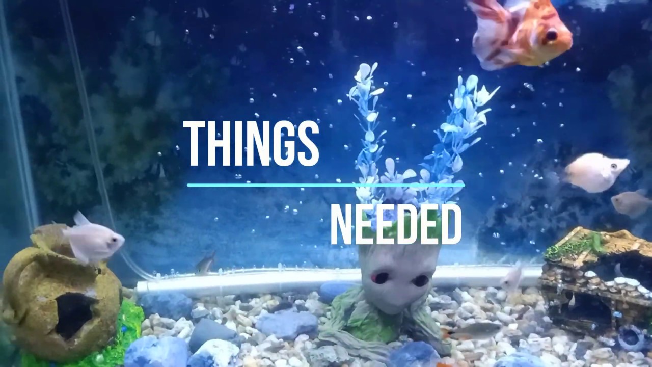 DIY AQUARIUM BUBBLE WALL FISHY STORIES YouTube