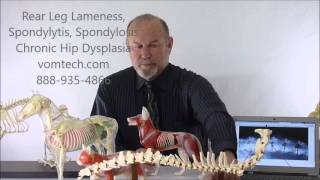 Rear Leg Lameness Spondylitis Spondylosis Chronic Hip Dysplasia Degenerative Myelopathy HB