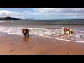 Dog friendly beaches in Scotland