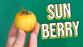 SUN BERRY - This Rare Cousin to Tomatoes Was Only Documented In 2008!