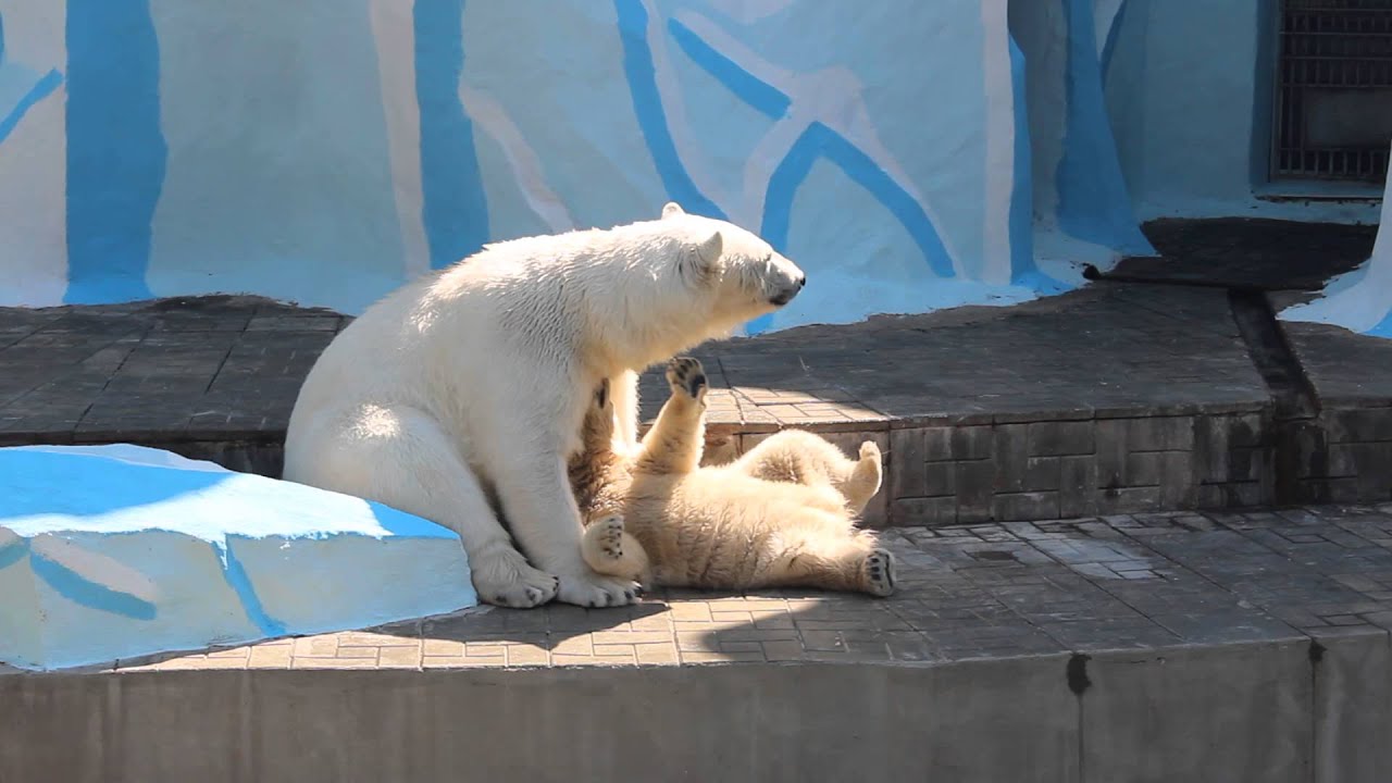 Новосибирский зоопарк смотреть Новосибирский зоопарк смотреть