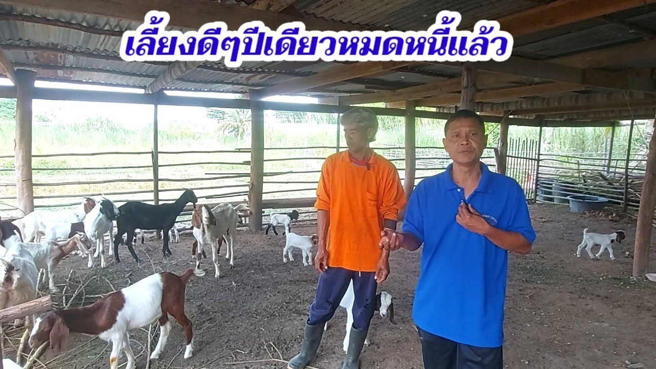 แพะเป็นพยาธิเราแนะนำได้และเทคนิคการเลี้ยงแพะให้สำเร็จต้องติดตาม