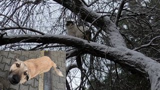 Köpeklerden korkup ağaca çıkan kedi ağaçtan inmiyor - Komik Kediler by istanbul stray cats 168 views 3 years ago 3 minutes, 55 seconds
