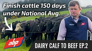 Finishing Cattle 150 Days Under the National Average |  Dairy Calf to Beef Ep. 2