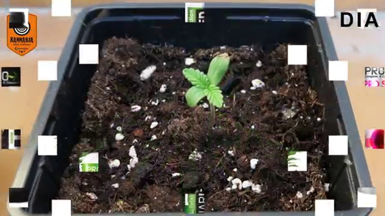 KRITIKAL-K DE KANNABIA SEEDS CON ABONOS PRO-XL. FLORACION FORZADA