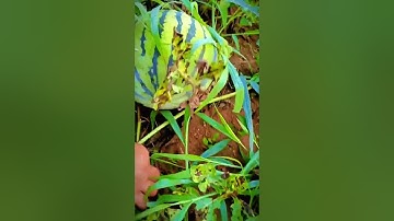 The process of farmers harvesting watermelons in the garden with scissors #shorts