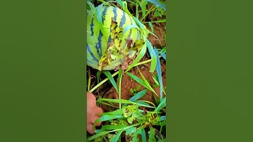 The process of farmers harvesting watermelons in the garden with scissors #shorts