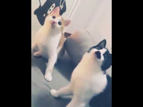  Cats  dances on Baby  Shark  doo doo doo doo YouTube