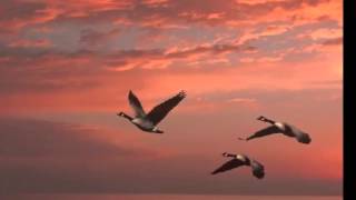 Abdal - Bulbul - Havalanmis - Yuksekten - Ucar