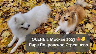 Осень в Москве 🍂🍁 Cобаки на прогулке VLOG