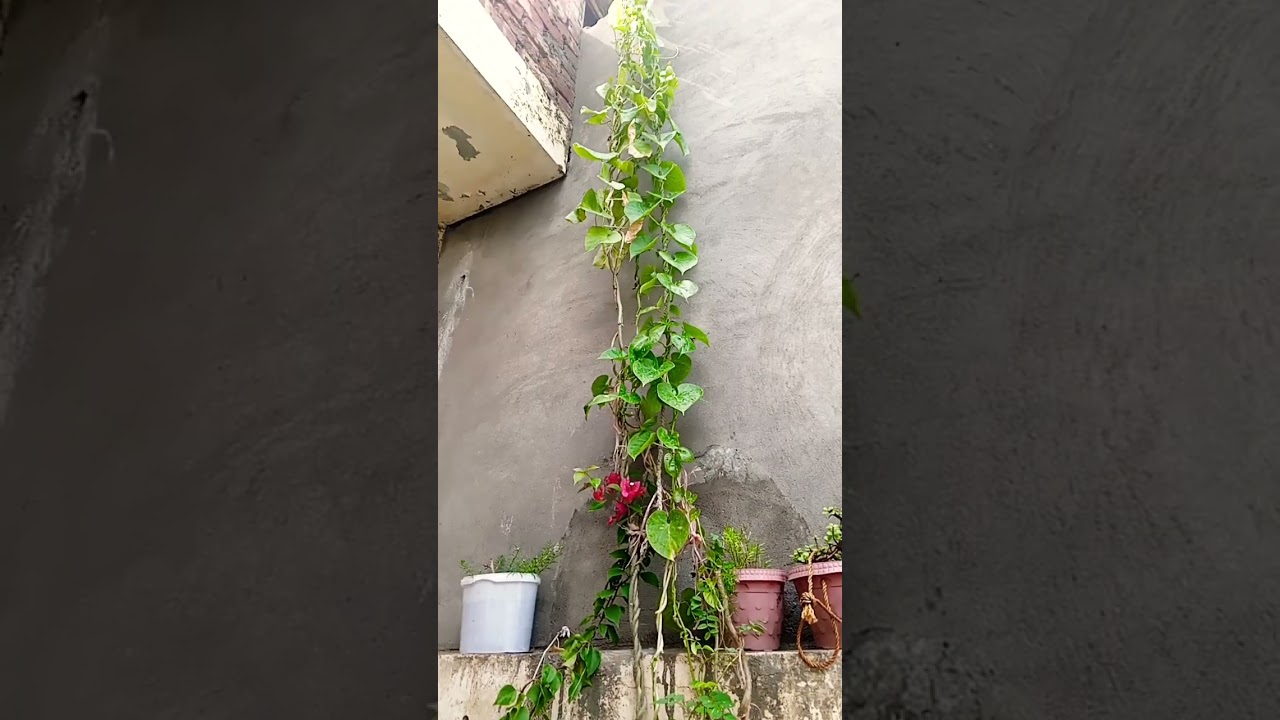 glow vine fast growing plant 