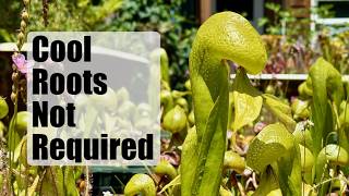New 2026 Darlingtonia Guidelines!