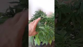 Pie face OG Kush Strawberry Mega Plant update part 5