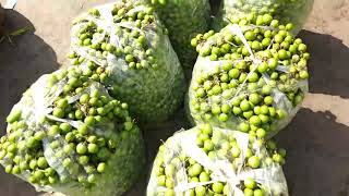 6 मई 2024 सब्जियों के होलसेल भाव जयपुर मुहाना मंडी / jaipur muhana mandi / jaipur fruit market