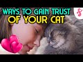 🧡 How to Gain Trust of your Cat | Furry Feline Facts 💞