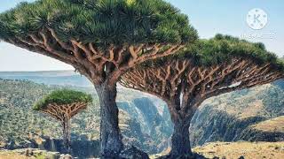 Los Arboles Más Bellos y Exóticos del Mundo